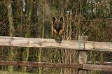 MALINOIS 1114